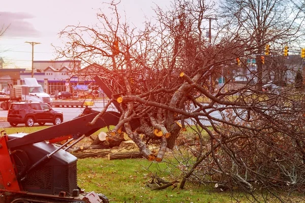 How To Remove A Tree in Vero Beach FL How To Remove A Tree in Vero Beach FL