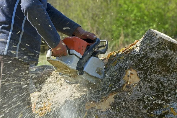 How To Remove Tree Roots Vero Beach FL How To Remove Tree Roots Vero Beach FL