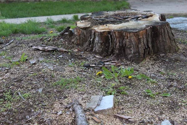 How To Remove Tree Roots in Vero Beach FL How To Remove Tree Roots in Vero Beach FL