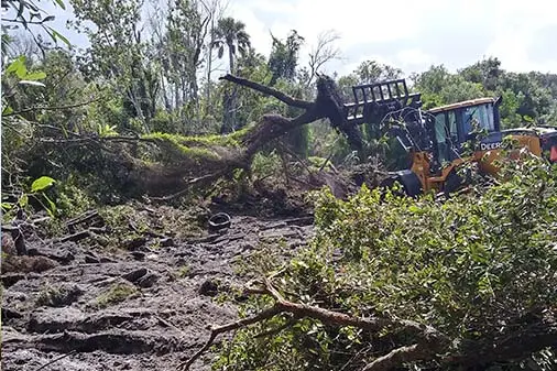 Tree Clearing