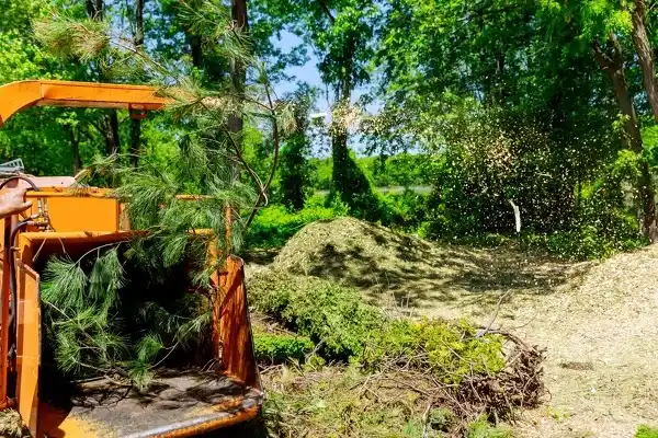 Professional Tree Removal Service in Vero Beach FL Professional Tree Removal Service in Vero Beach FL